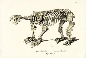 Riesiges Bodenfaultier, 1824